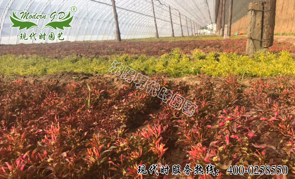 ��ɫ�����l(f��)����������ɫ�ݷNֲ����